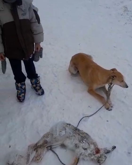 Грей күшіктері сатылады .