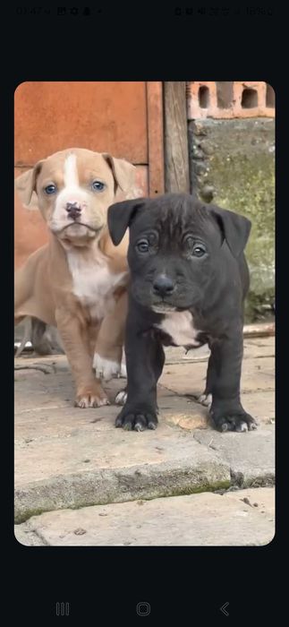 Малки бебета питбул