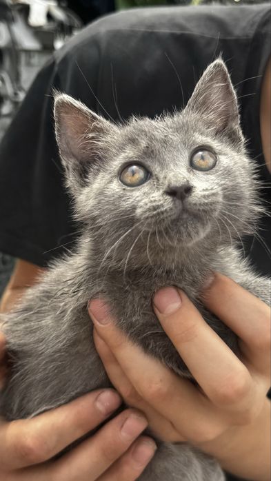 Отдам котенка в добрые руки