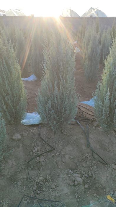 Маживельники блюаро