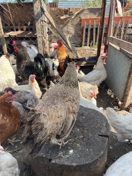 Продам кур , цыплят , кроликов
