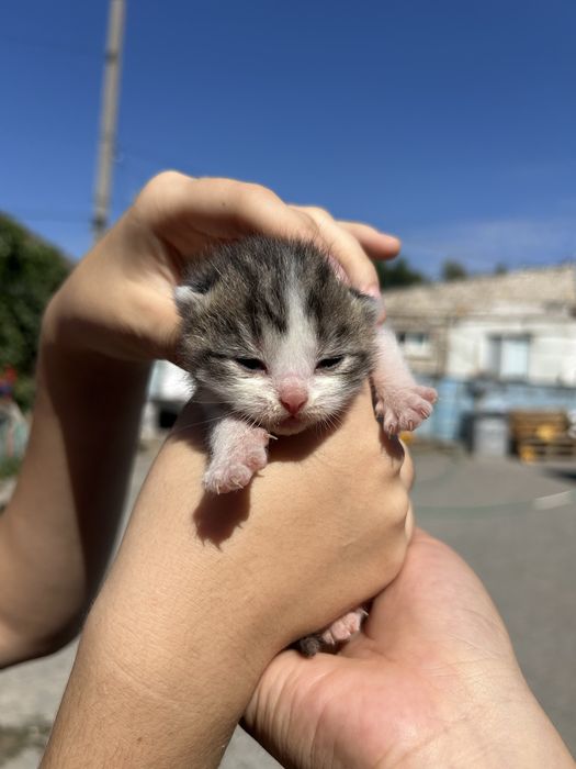 продам маленкие котят