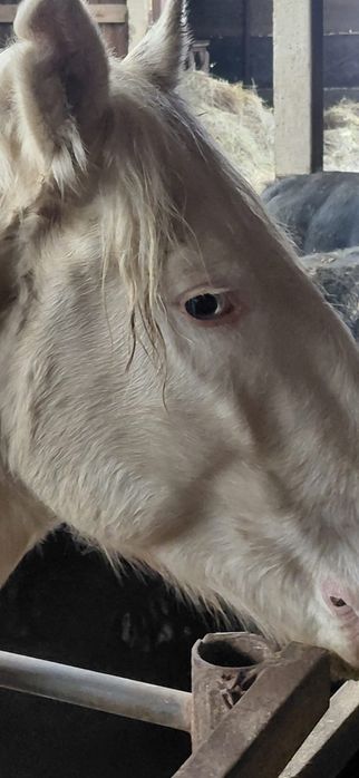 Жеребец 3 года объезжен чисто белый