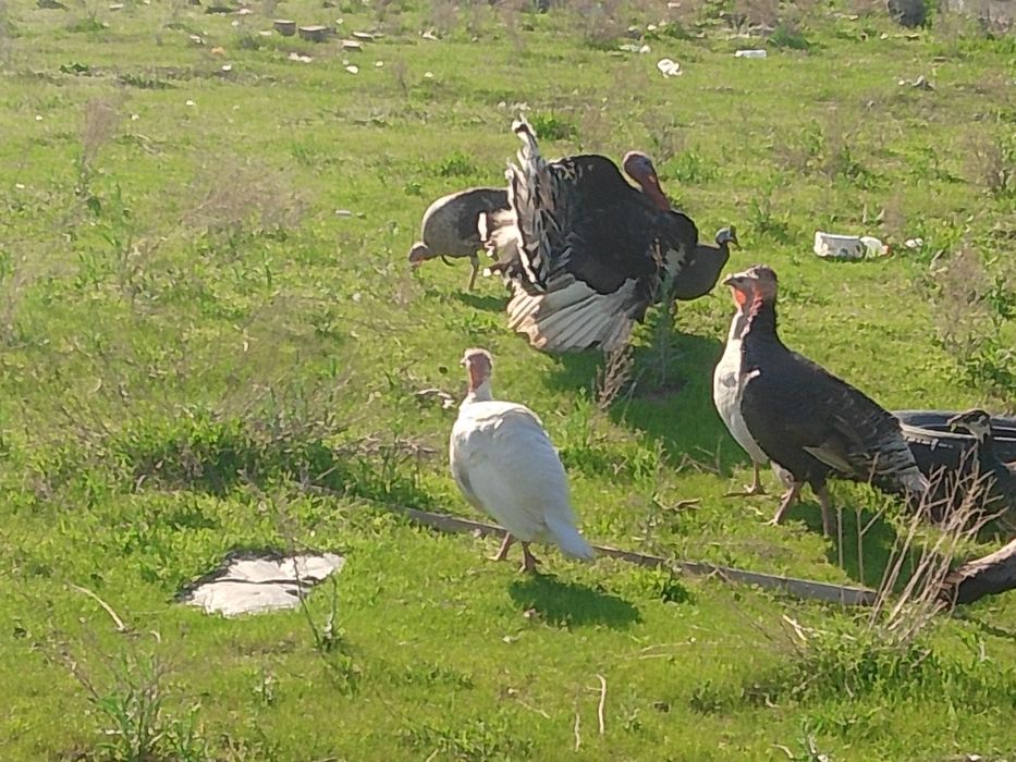 Продам индюшек с яйцами и без.