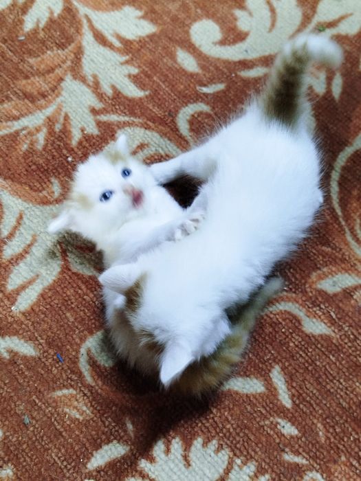 Котенок девочка в добрые руки