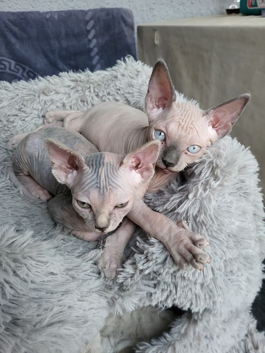 Котята сфинкс 3 мальчика