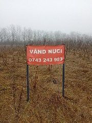 Vând puiet de nuc