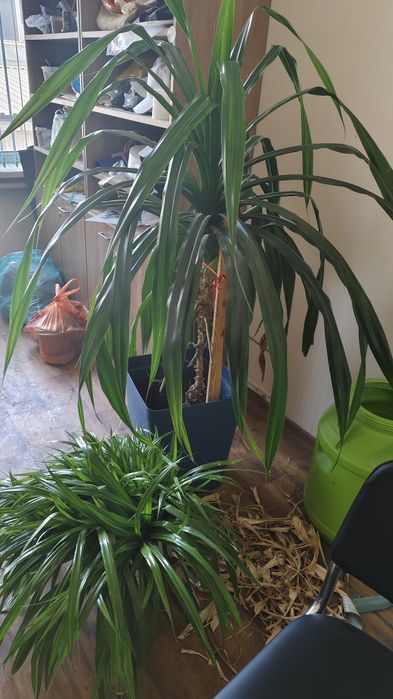 Продам растение Панданус