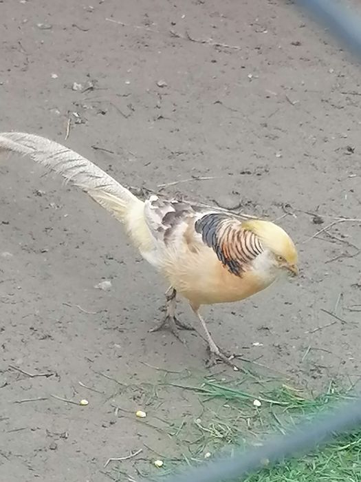 Fazani colorați și aurii