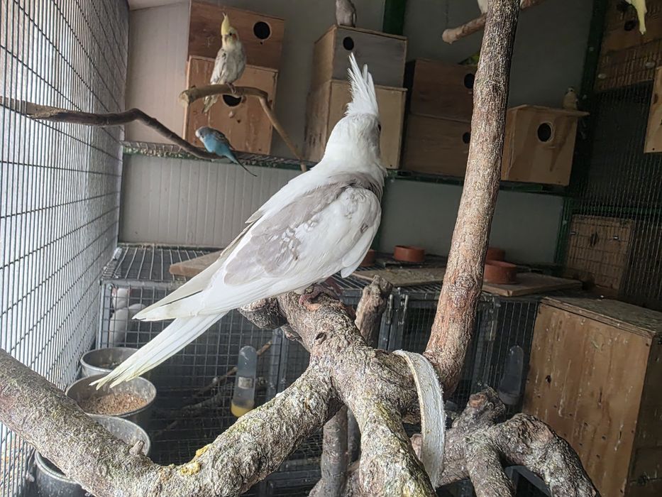 papagali amorezi/agapornis,nimfa,perus, cantator si colivii
