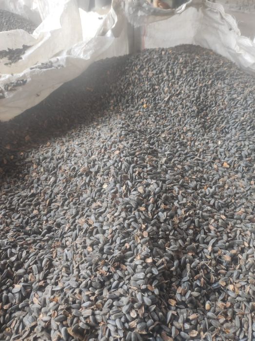 De Vânzare Floarea Soarelui