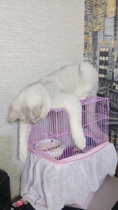 Продам чистоплотного, чистокровного котика 8 мес серебристую шиншиллу