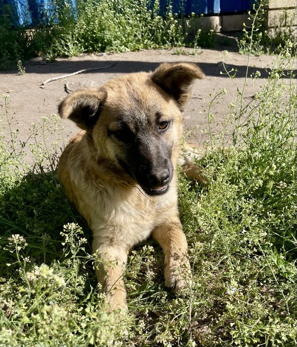 Отдам щенка в добрые руки