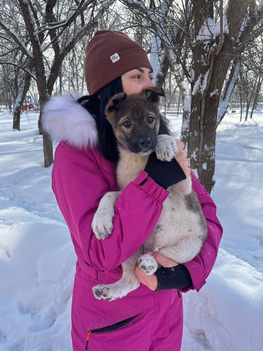 Отдам щенков бесплатно