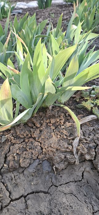 Цветы для вашего сада