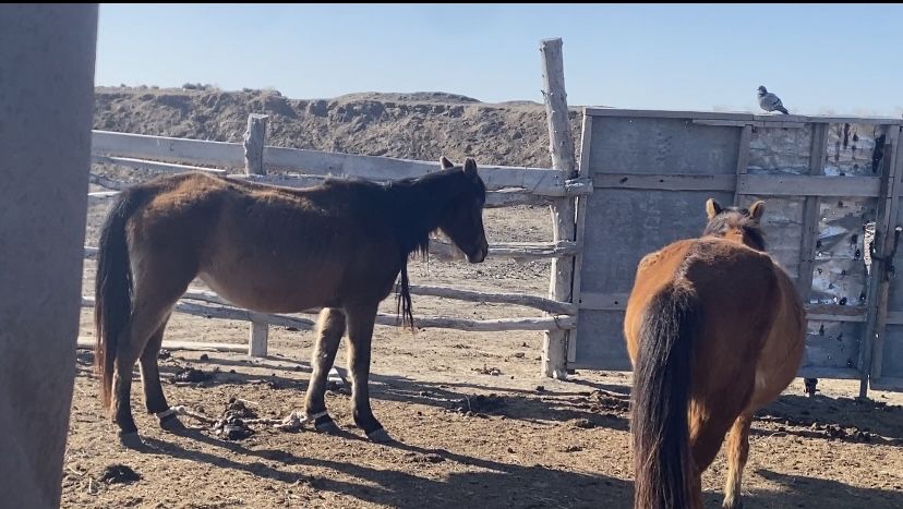 Буаз бие 3 туған 550000