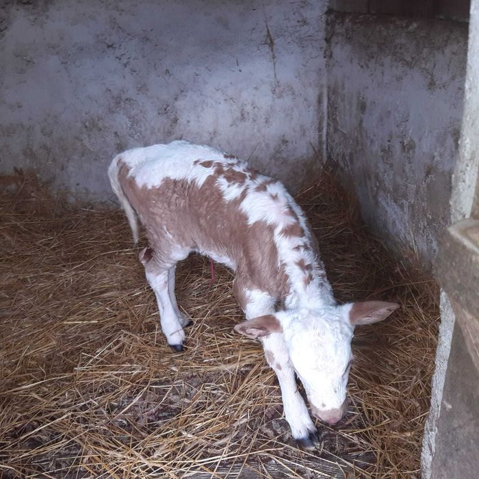 Vițea bălțată românească