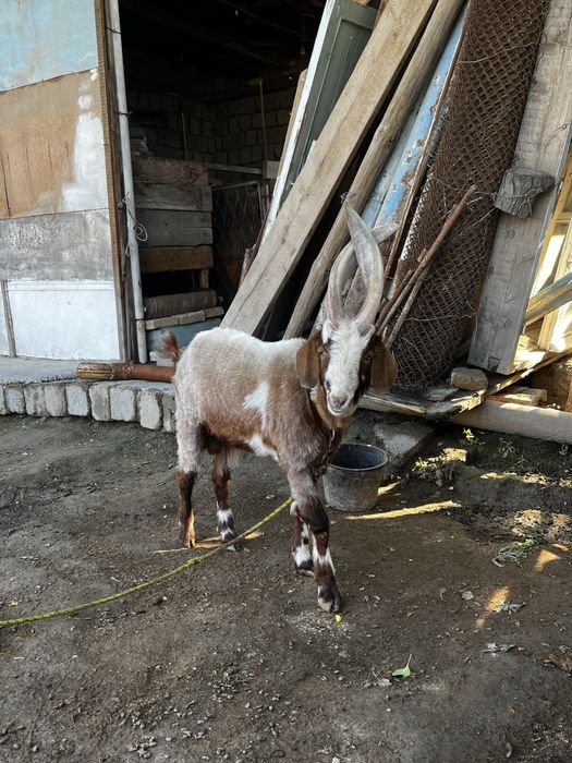 Така эчки 1 ёшга