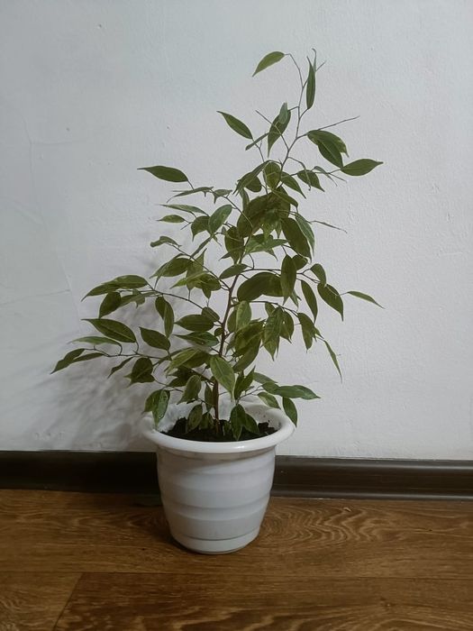 Название:Фикус Бенджамин