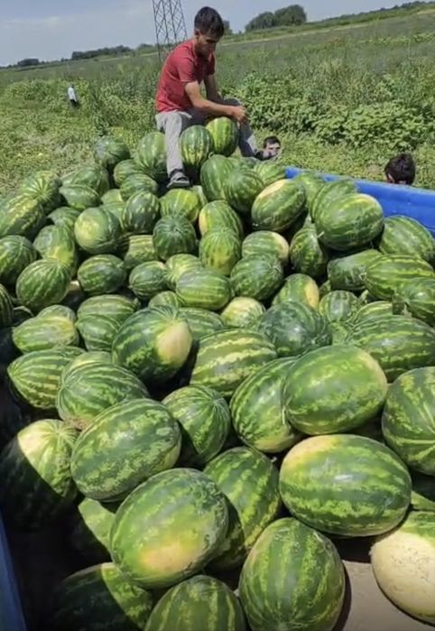 Семена арбуза АРЛАН