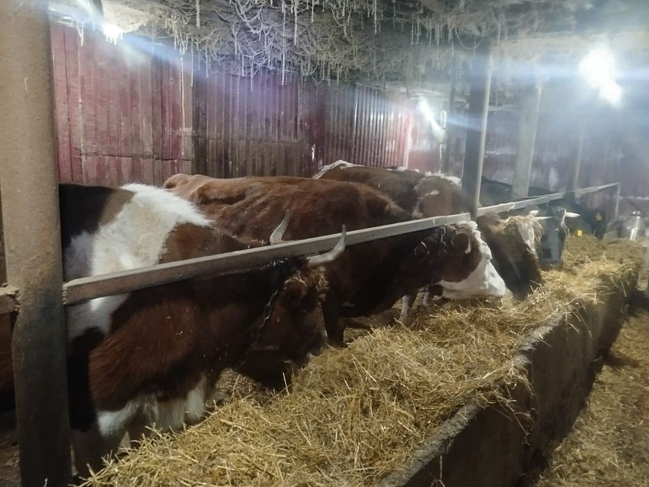 Продам 4 коровы и 1 тёлочка