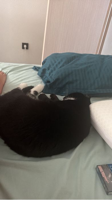Отдам кота в добрые руки