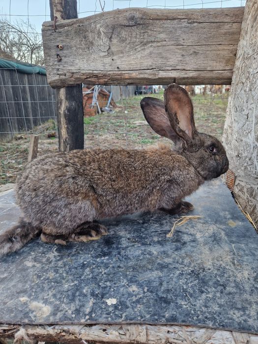 Urias german gri fier