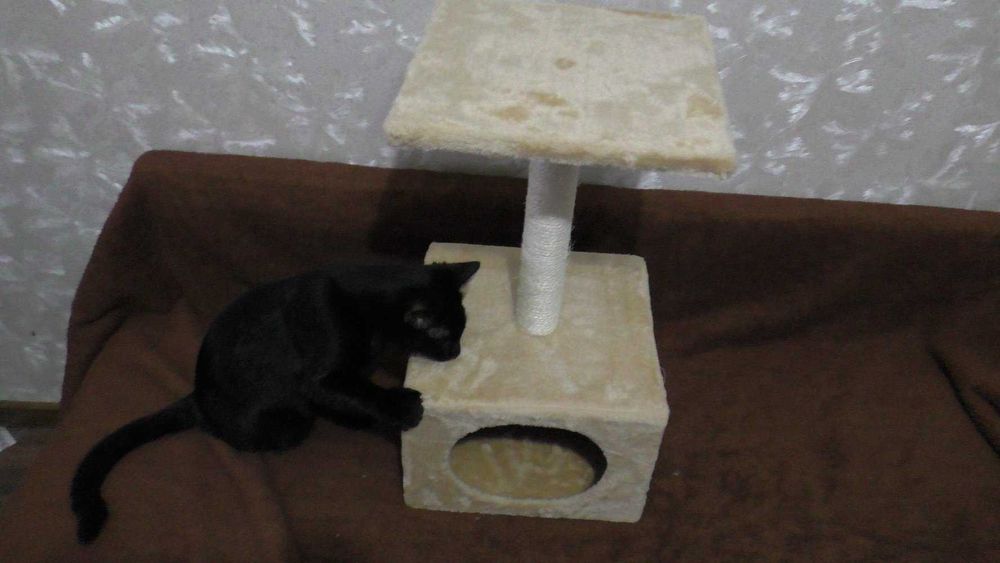 Casuta pisici cu un etaj