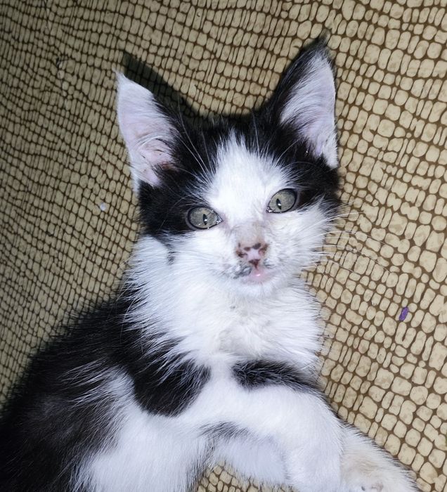 Котёнок маленький