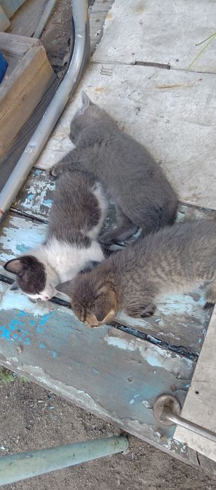 Отдам котят в добрые руки