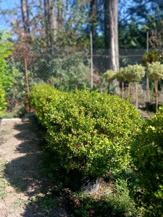 Buxus imens super preț