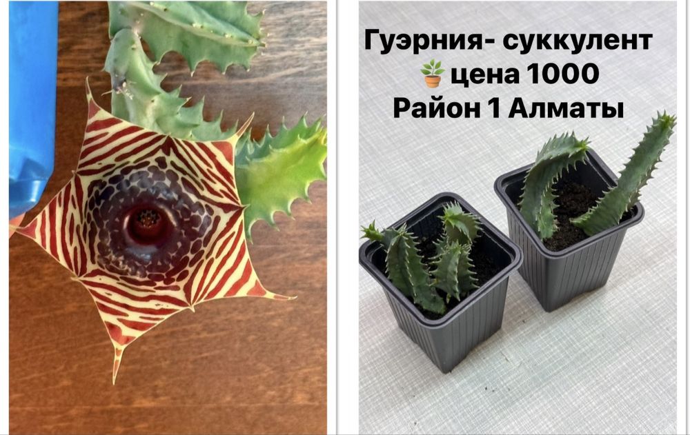 Продам суккуленты