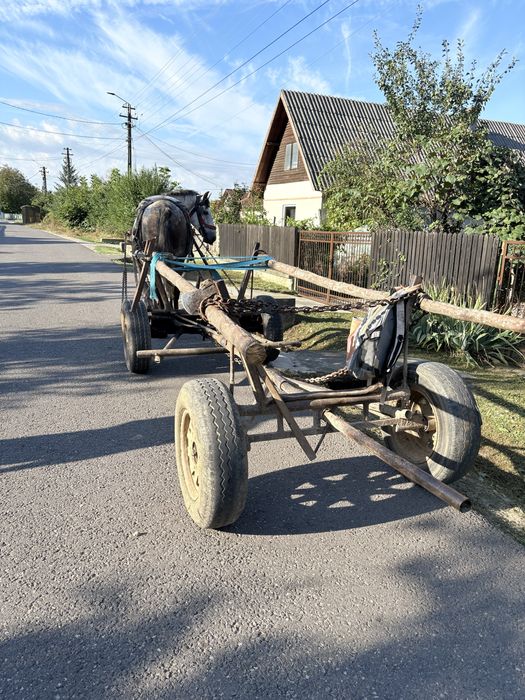 Vand cal de padure