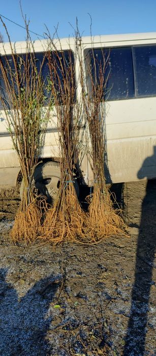 Puieți salcâm frasin tei fag carpen stejar mesteacăn plop brad molid