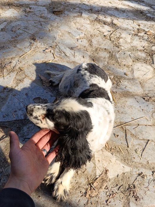 Qiziquvchilarga it sotiladi