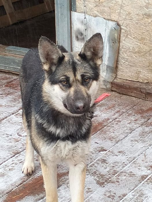 Ищет дом замечательная, добрая собака! Давайте ей поможем!