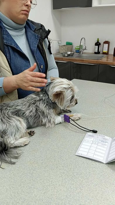 Câine yorker terrier donez are un an și.jumate și are pașaport și acte medicale