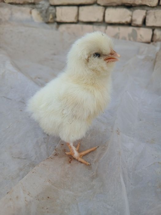 Жужа жойдори арзон нархда