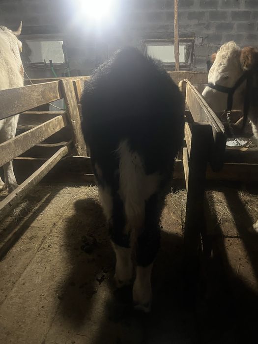 Продается бычок 8 месячный