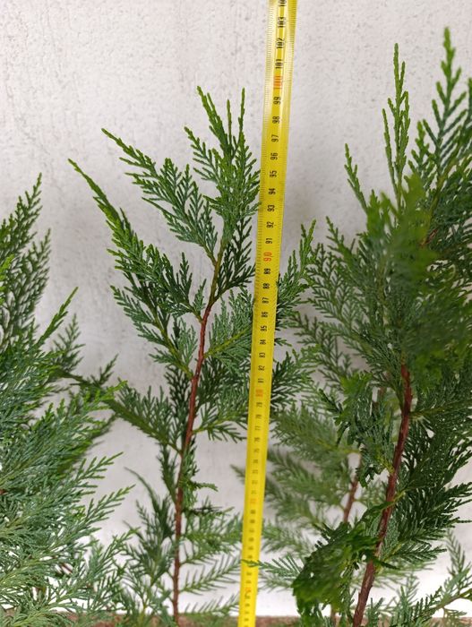 Leylandii cupressus