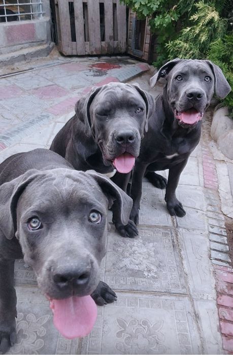 Продаются щенки породы "Кане Корсо".