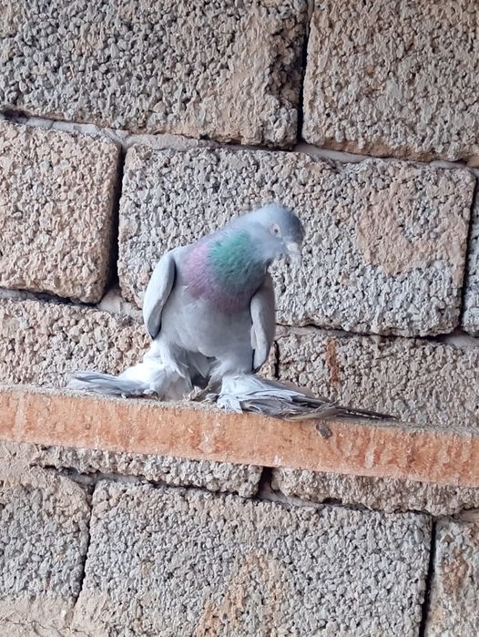 Птицы на продажу