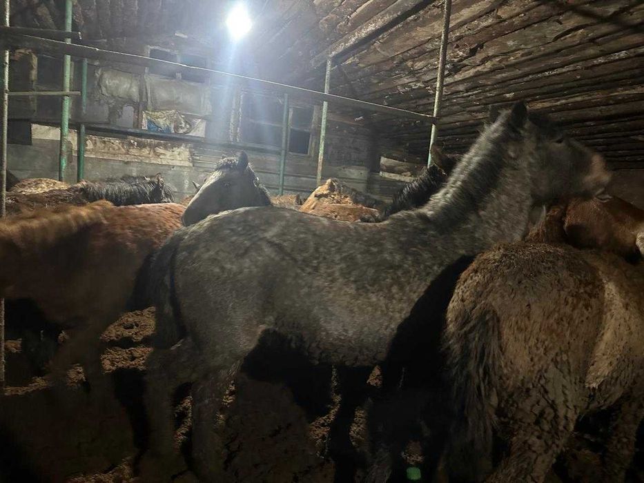 Лошади с откорма 43 голов