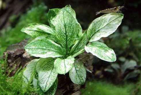 Anubias  nana Pinto – plantă rară, stoc limitat, doar 5 bucăți.