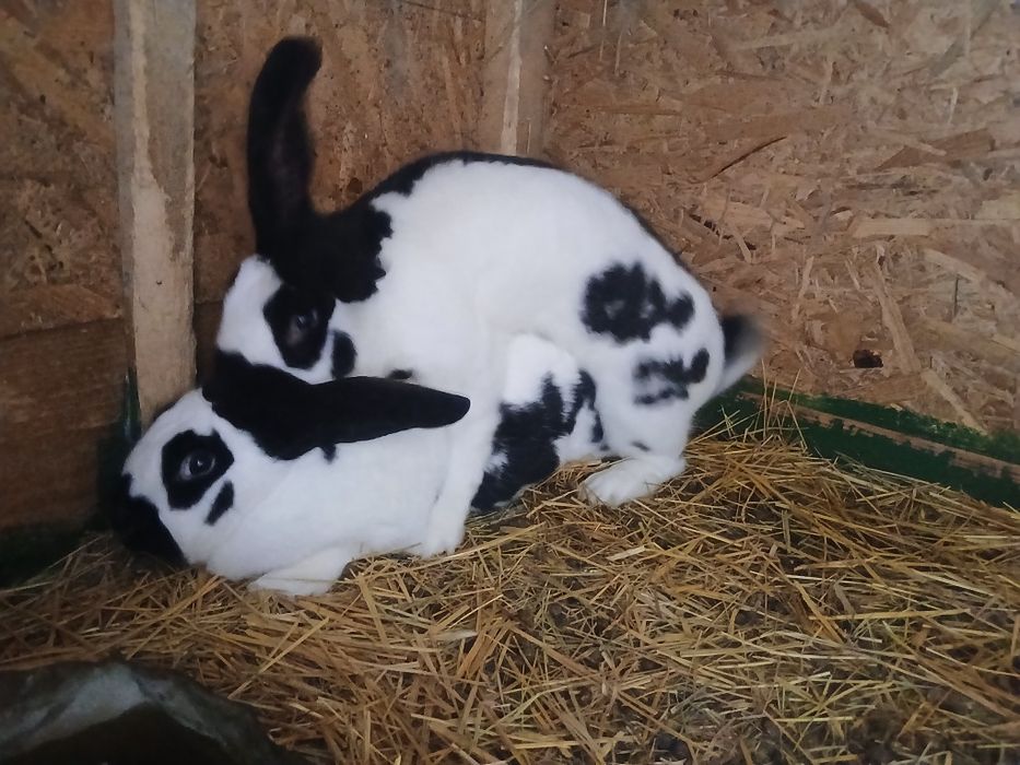 Vând iepuri Fluturi piestriț în salul Gvardenița