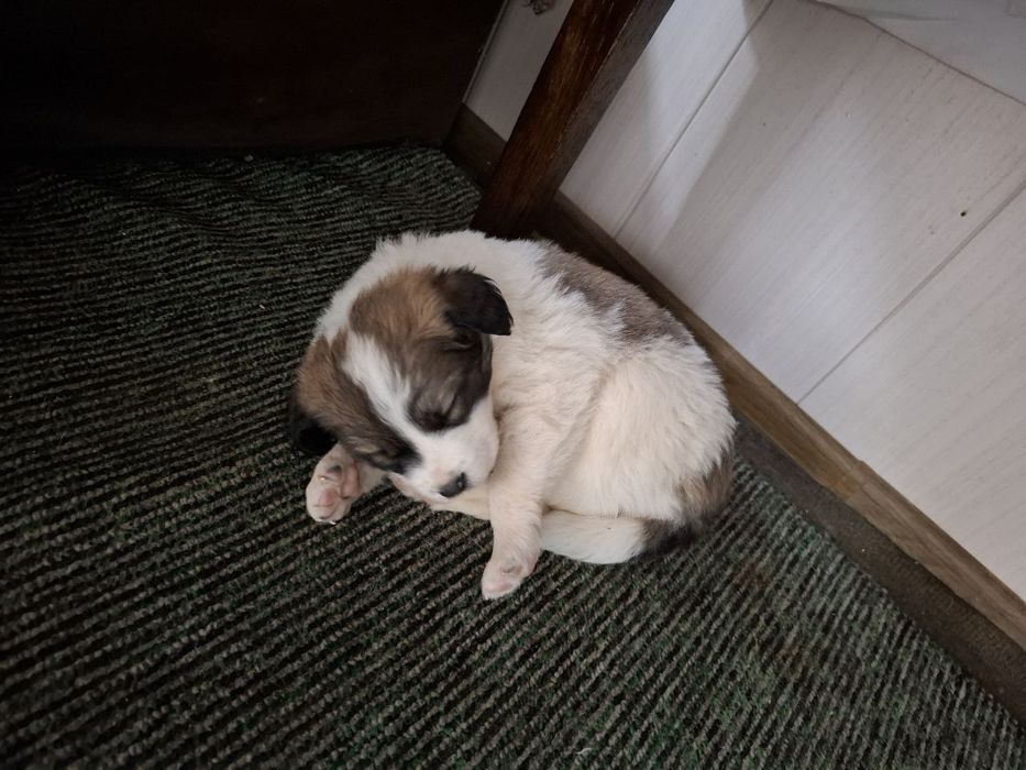 Продается щенки смешанная алабай