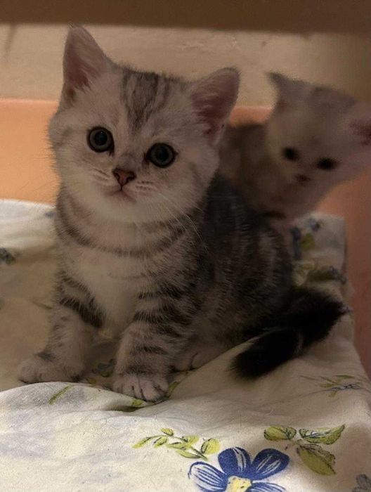 Котята Шотландские  !