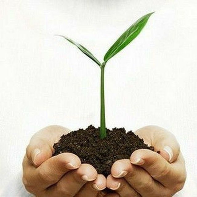 Biogumus va Kaliforniya qizil yomg‘ir chuvalchangi