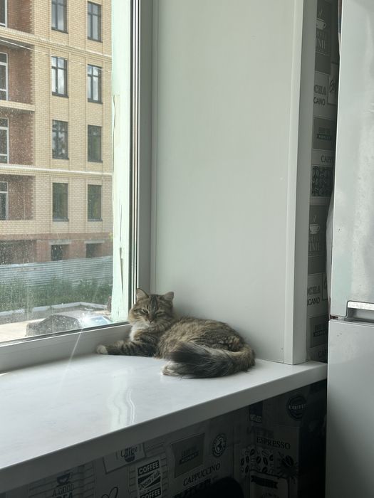 Отдам кошечку в хорошие руки