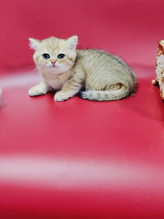 Котята Шиншиллы Бикалоры